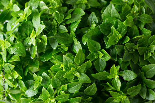 Green Greek mini compact Basil. Top view texture.