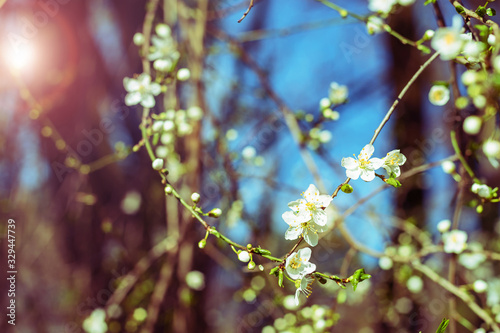 Blooming cherry tree in sunlight  spring. Soft focus