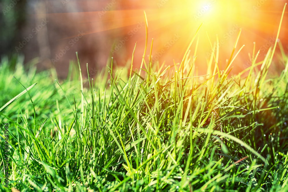 Green grass on the background of setting sun, soft focus
