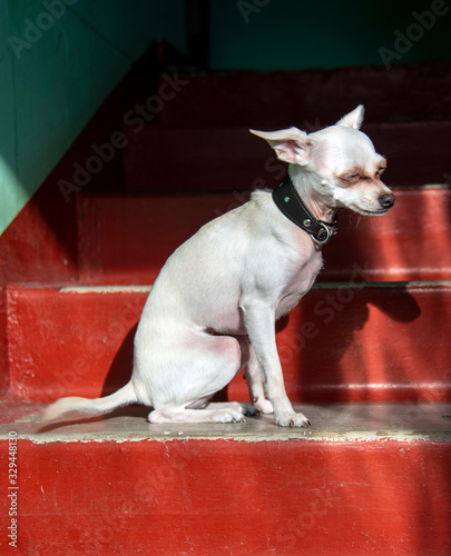The dog sits on the bright red steps, illuminated by a ray of sun.