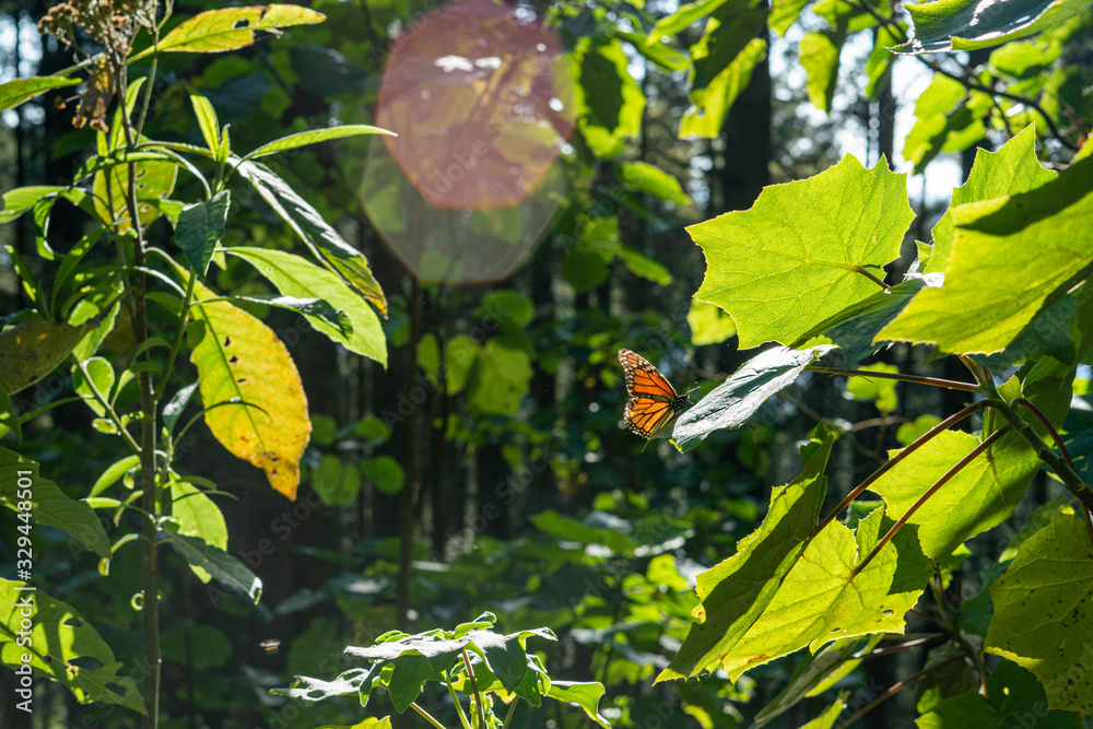 Monarch Butterfly in their sanctuary in Mexico Monarch Butterfly in their sanctuary in Mexico
