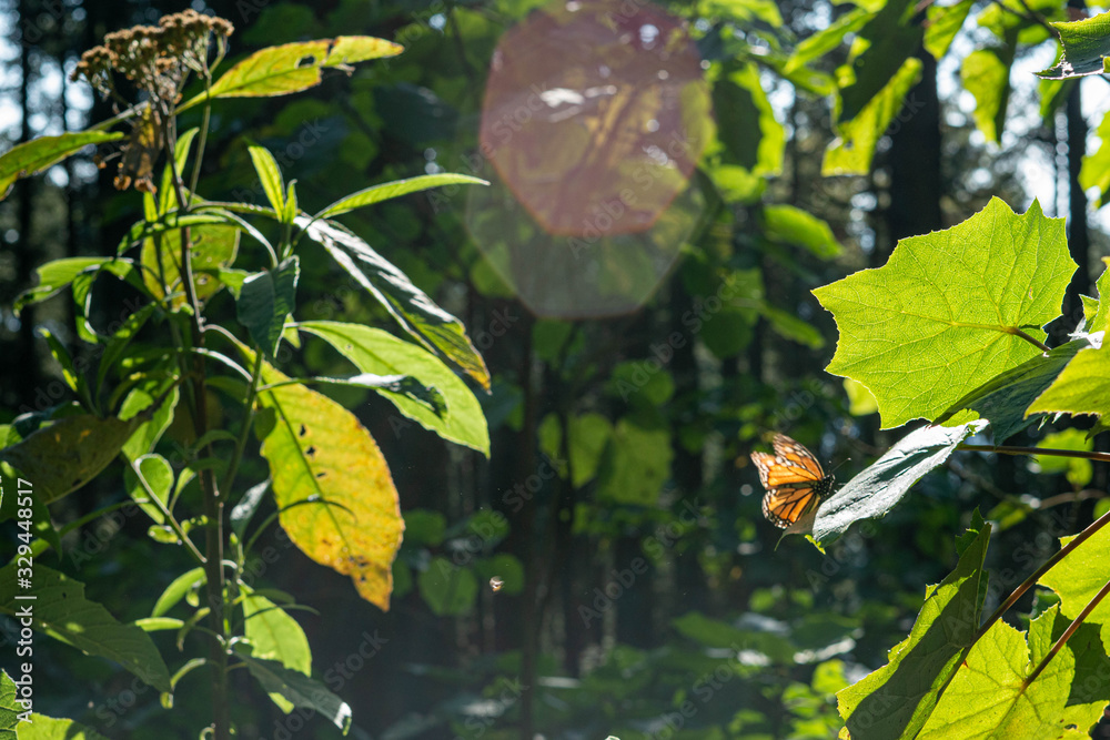 Monarch Butterfly in their sanctuary in Mexico Monarch Butterfly in their sanctuary in Mexico