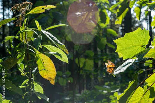 Monarch Butterfly in their sanctuary in Mexico