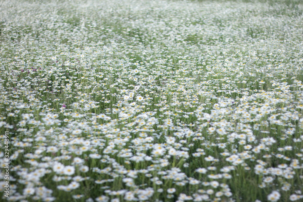 background of flowers field of daisies. selective focus