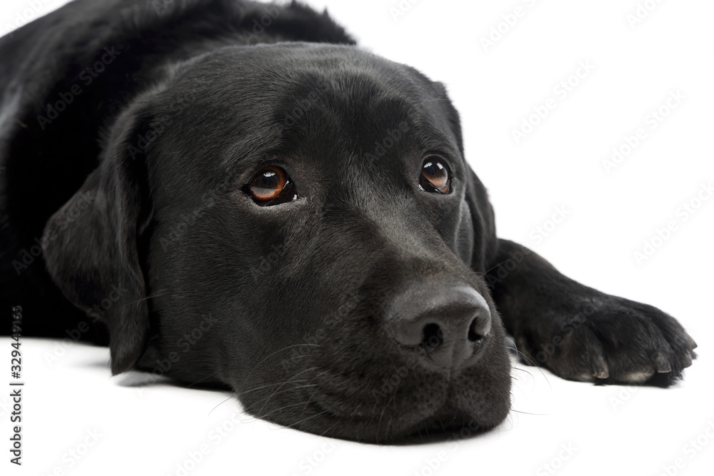 Portrait of a lovely labrador retriever Portrait of a lovely labrador retriever