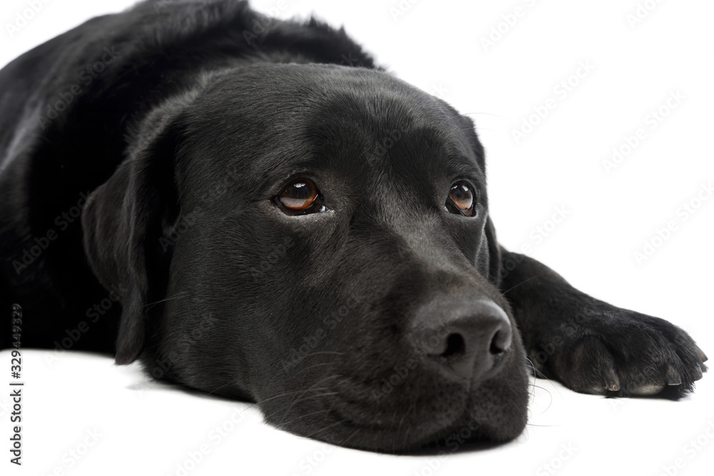 Portrait of a lovely labrador retriever Portrait of a lovely labrador retriever