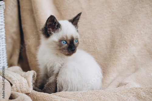 Kitten on a fur background © Niko