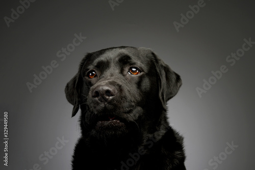 Portrait of a lovely labrador retriever