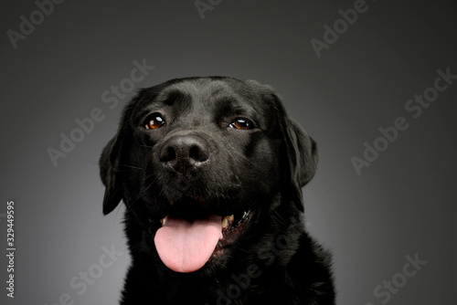 Portrait of a lovely labrador retriever