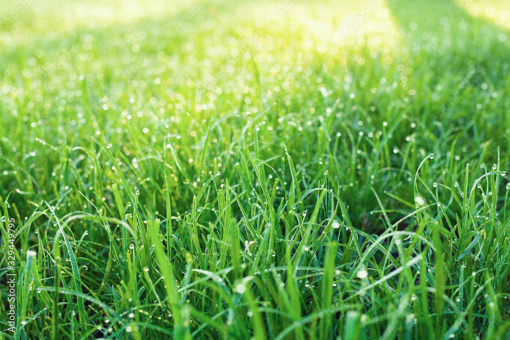 Dew on the green grass in the park.