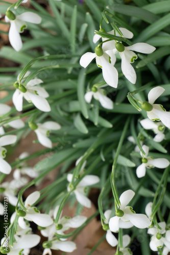 Blumen