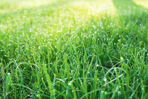 Dew on the green grass in the park.