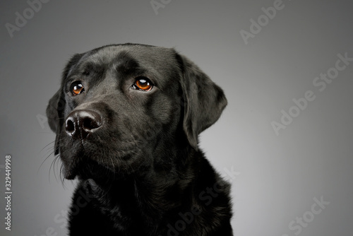 Portrait of a lovely labrador retriever