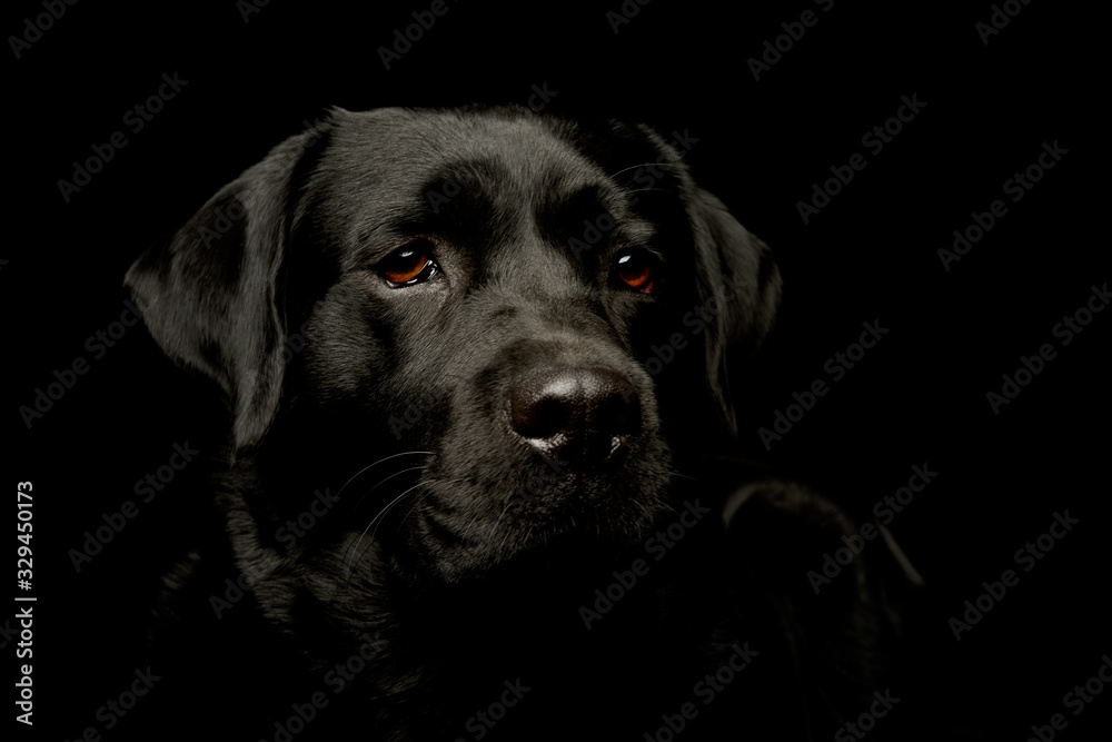 Portrait of a lovely labrador retriever