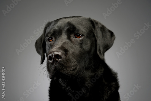 Portrait of a lovely labrador retriever © kisscsanad