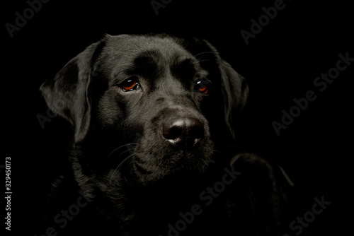 Portrait of a lovely labrador retriever