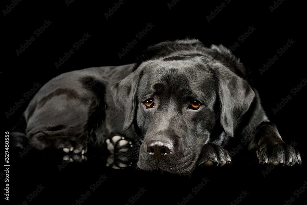 Studio shot of a lovely labrador retriever