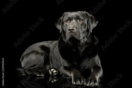 Studio shot of a lovely labrador retriever