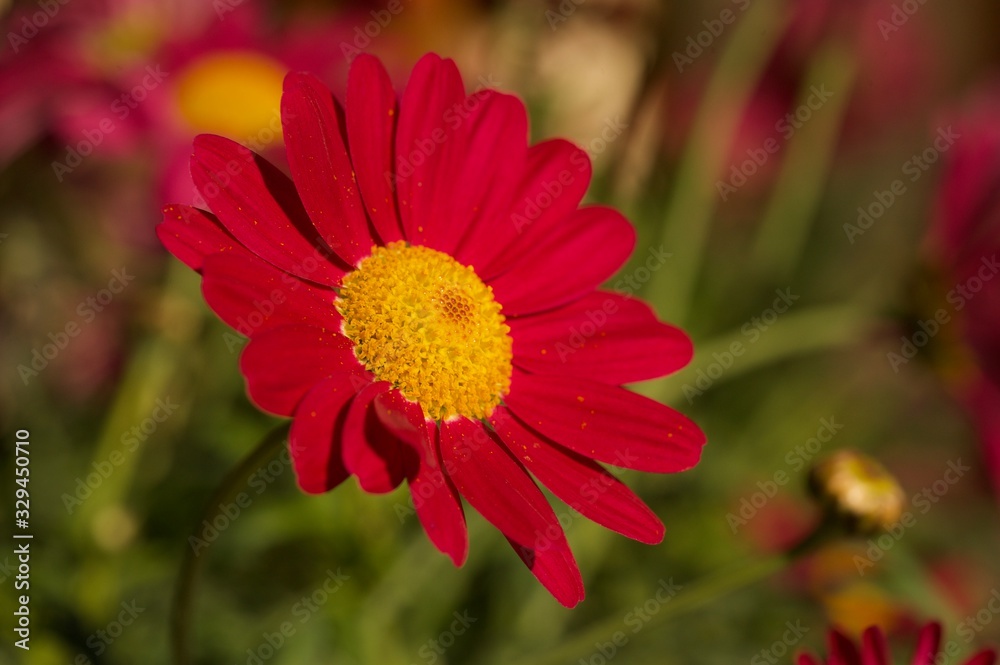 red flower in the garden red flower in the garden