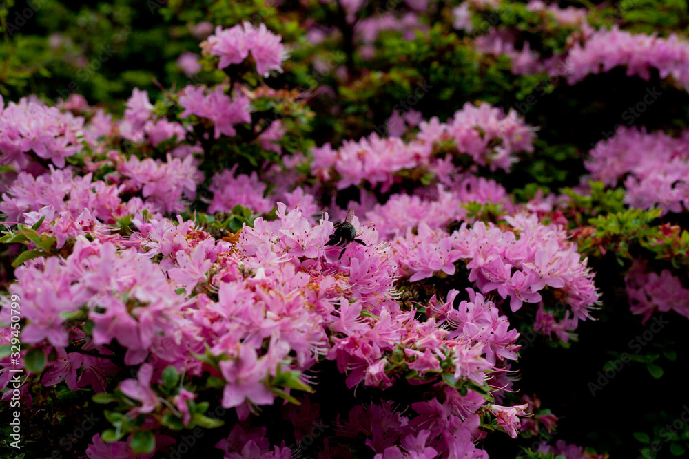 Pink rhododendron blooming bush.