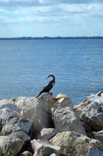 Cormorant resting on rocks with ocean background