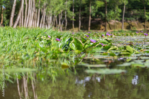 Purple lotus plants on Madhabpur Lake, a popular tourist destination near Srimongal, Bangladesh