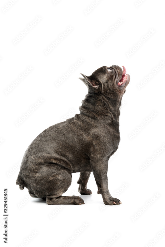 Obraz premium Studio shot of an adorable french bulldog