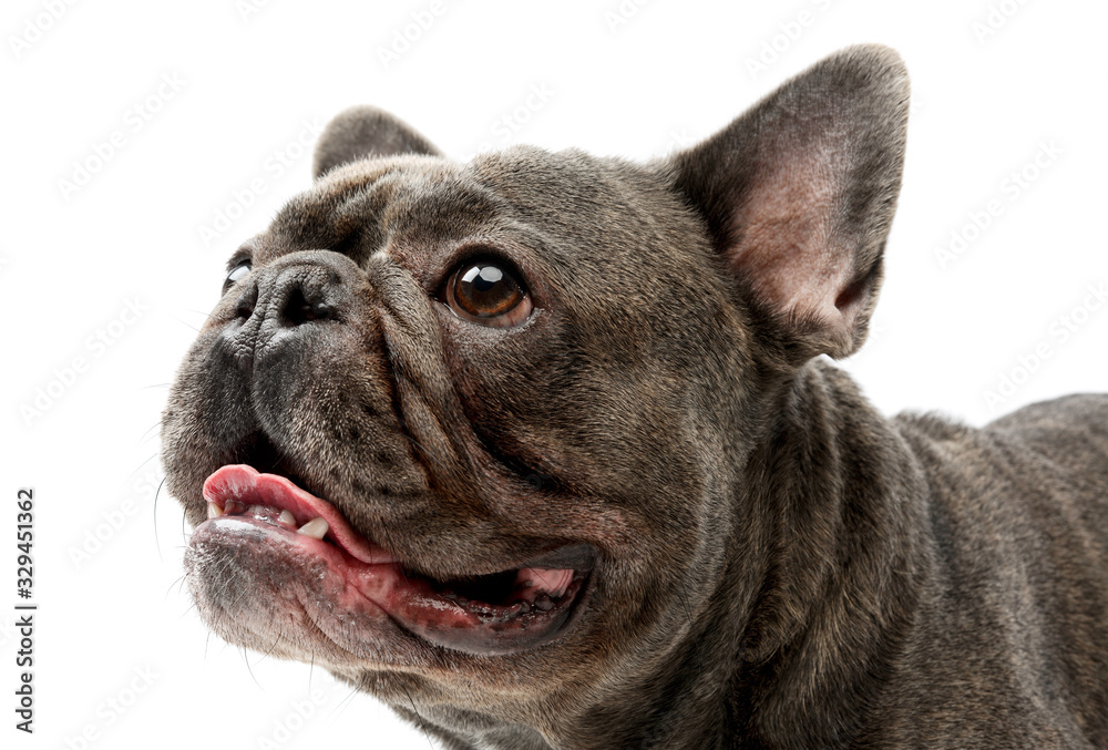 Portrait of an adorable french bulldog