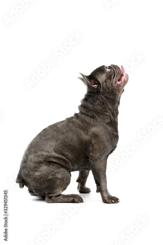 Fototapeta Naklejka Na Ścianę i Meble -  Studio shot of an adorable french bulldog