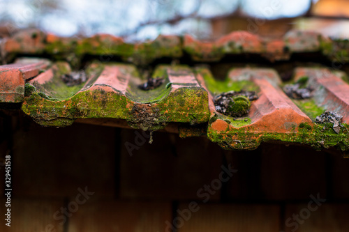 Moss growth on terracotta roof tiles.