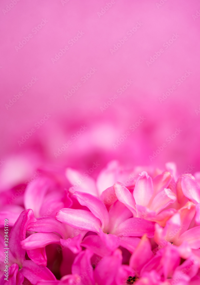 Macro closeup view of Hyacinth Pink flowers on pink background. Concept of holiday, celebration, women day, Mother day Macro closeup view of Hyacinth Pink flowers on pink background. Concept of holiday, celebration, women day, Mother day