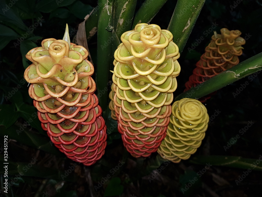 Beehive ginger, (also known as torch ginger, ginger flower