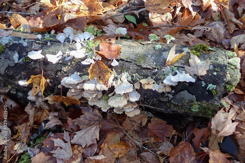 White mushrooms growing on tree