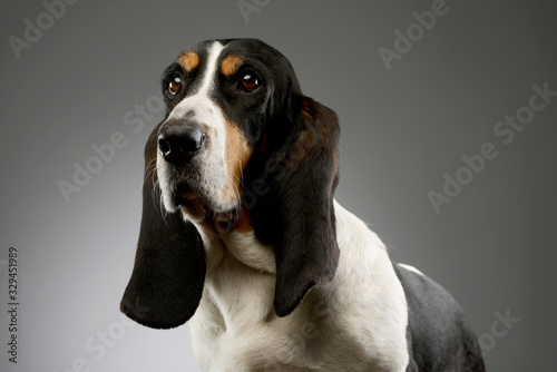 Portrait of an adorable Basset hound © kisscsanad