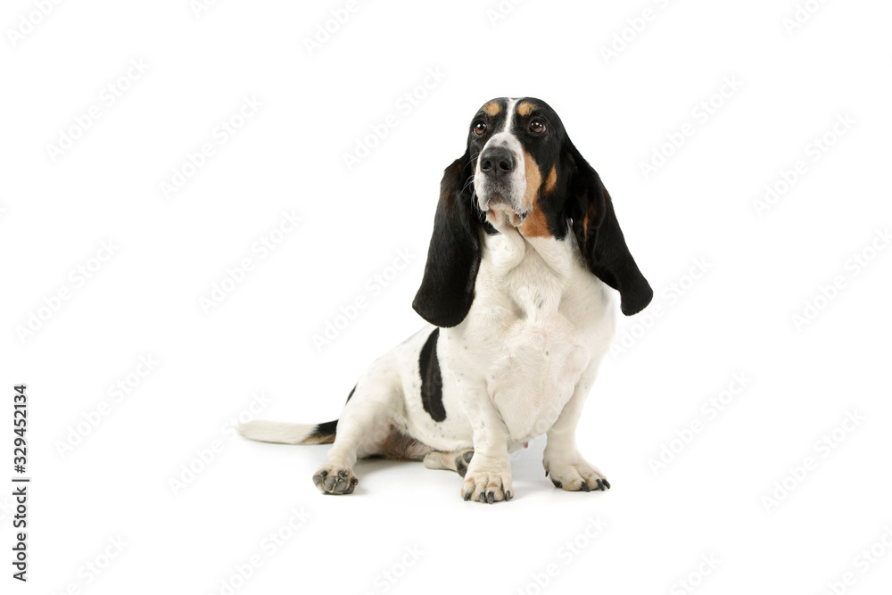 Studio shot of an adorable Basset hound