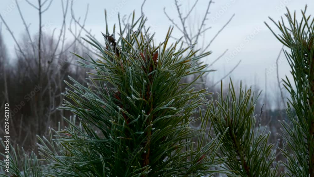 Hoarfrosted Needles. Pine Tree Branches Covered with Ice Hoarfrost. Snow Covered Frozen Nature. Cloudy Cold Winter Evening