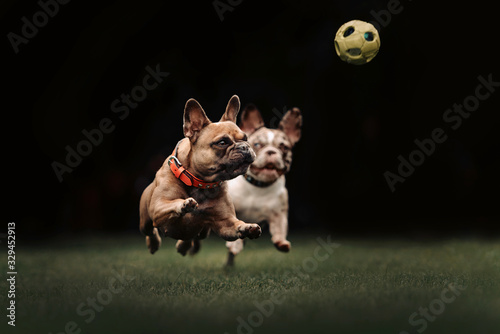 Photography french bulldog dogs playing with a toy outdoors in summer