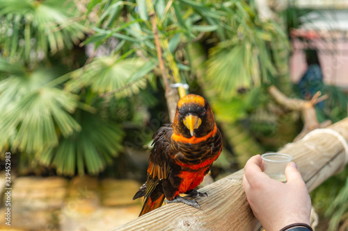 Dusky Lory,Pseudeos fuscata at Woburn Safari Park photo