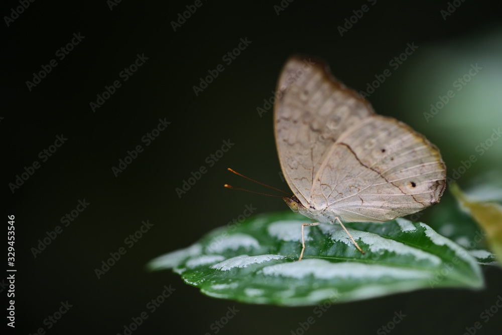 A brown tropical butterfly with brown spots sits on a leaf against a green background A brown tropical butterfly with brown spots sits on a leaf against a green background