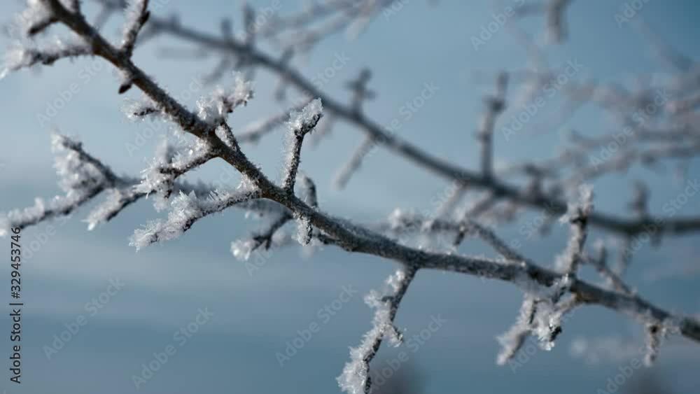 Close-up Ice Covered Hoarfrosted Tree Branches. Rime Ice Crystals Snowflakes. Macro Frozen Nature. Bright Snowy Sunny Day. Winter Holidays Season Close-up Ice Covered Hoarfrosted Tree Branches. Rime Ice Crystals Snowflakes. Macro Frozen Nature. Bright Snowy Sunny Day. Winter Holidays Season