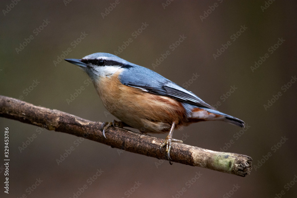 Fototapeta premium kowalik