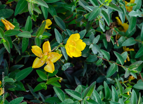 yellow flowers on a green background  happy afternoon