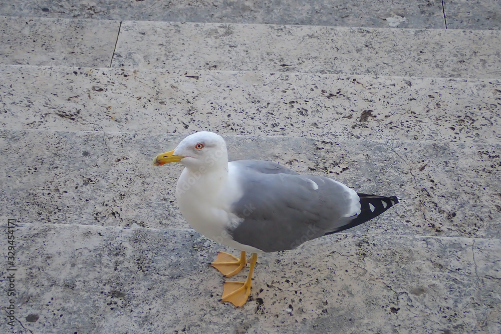 Fototapeta premium Seagull close-up