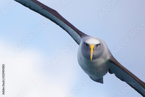 Close-up of Buller's albatross in flight, New Zealand photo