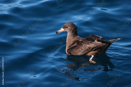 Flesh-footed shearwater swimming in New Zealand waters