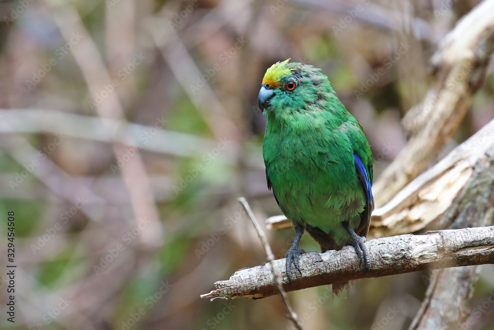 Orange-fronted parakeet, endemic bird of New Zealand Orange-fronted parakeet, endemic bird of New Zealand