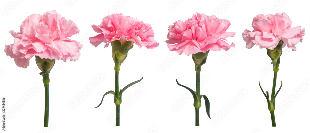 Pink Carnation flowers on isolated white background.Floral object.clipping path