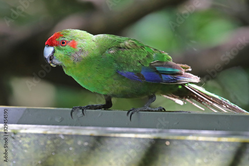 Red-fronted parakeet, New Zealand bird photo