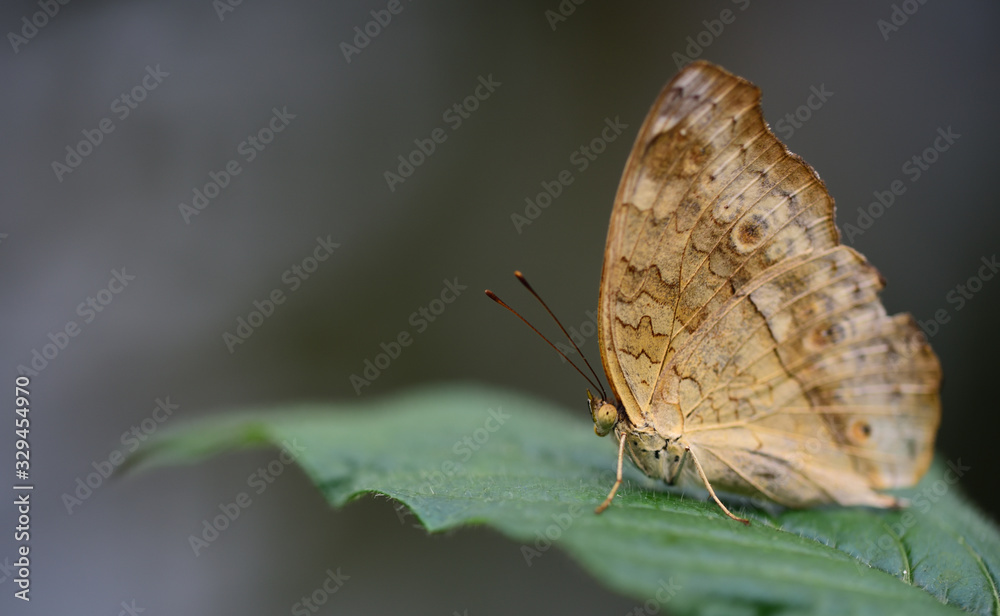 Fototapeta premium A brown tropical butterfly with brown spots sits on a leaf against a green background