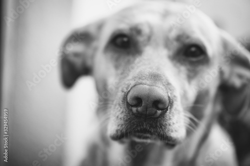 portrait of a dog © Niko